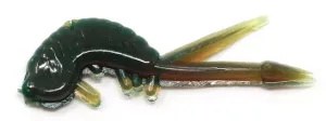 Clam Skudi Xl